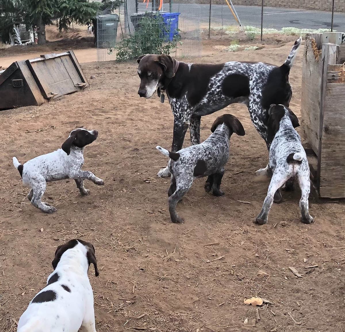 German Shorthaired Pointer Puppies breeder image 13
