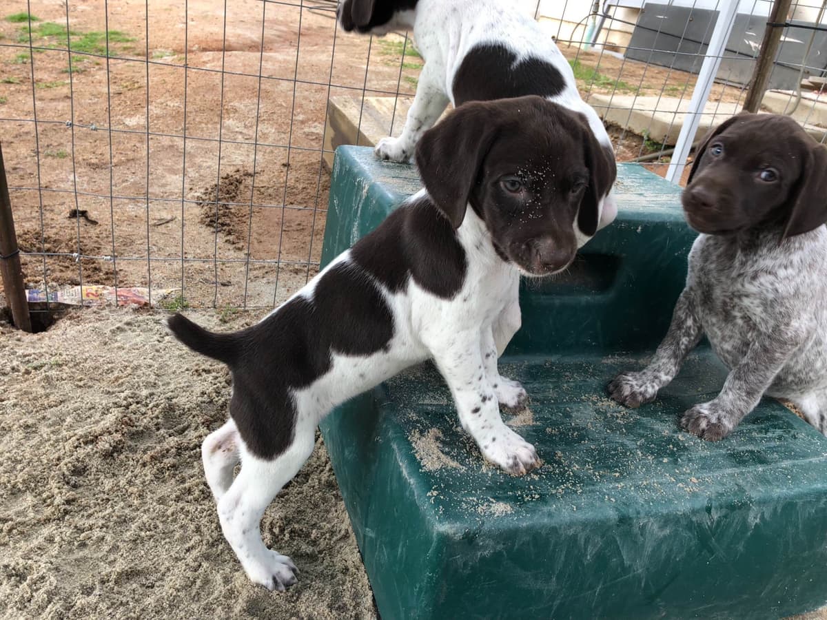 German Shorthaired Pointer Puppies breeder image 14