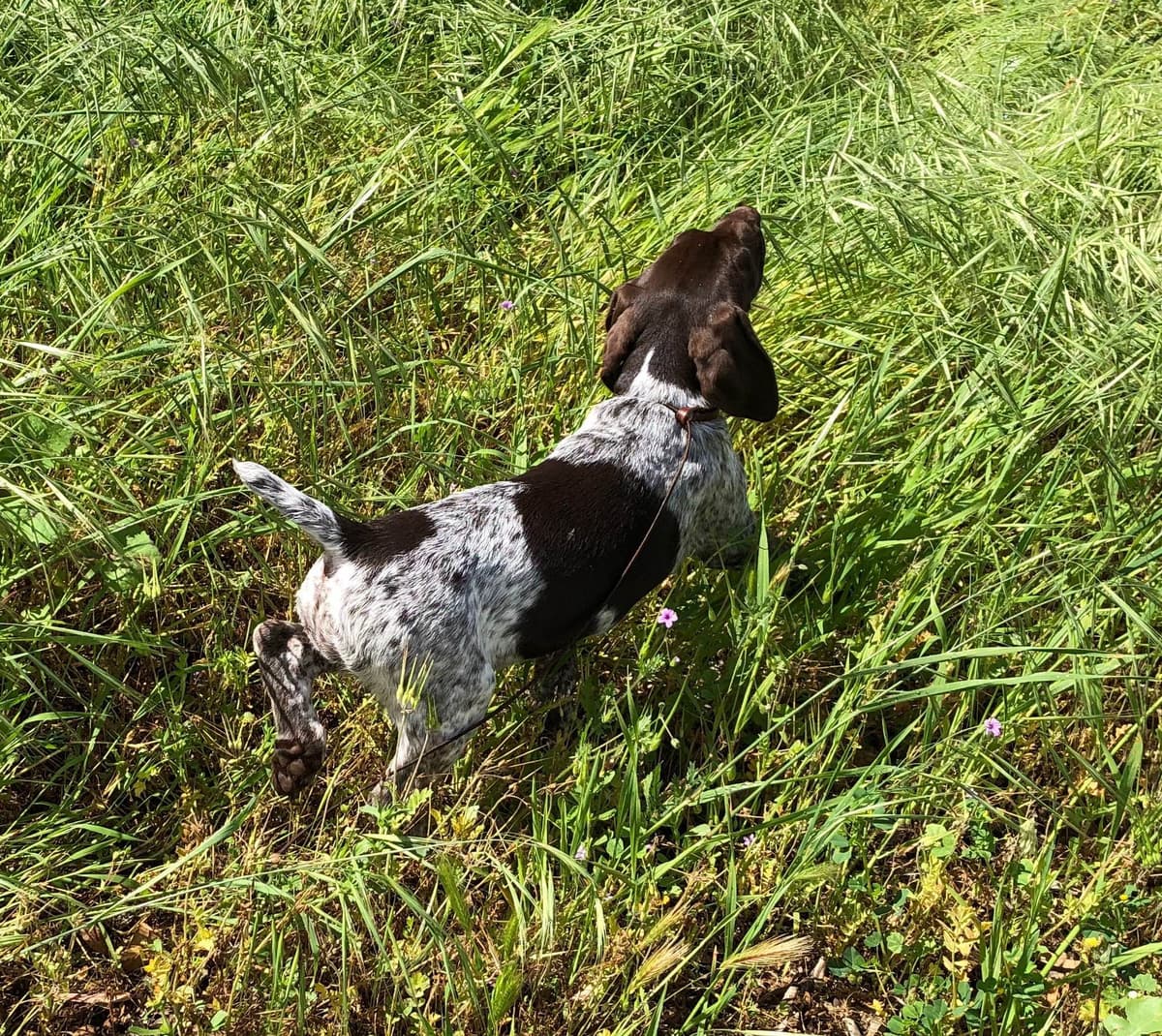 German Shorthaired Pointer Puppies breeder image 16