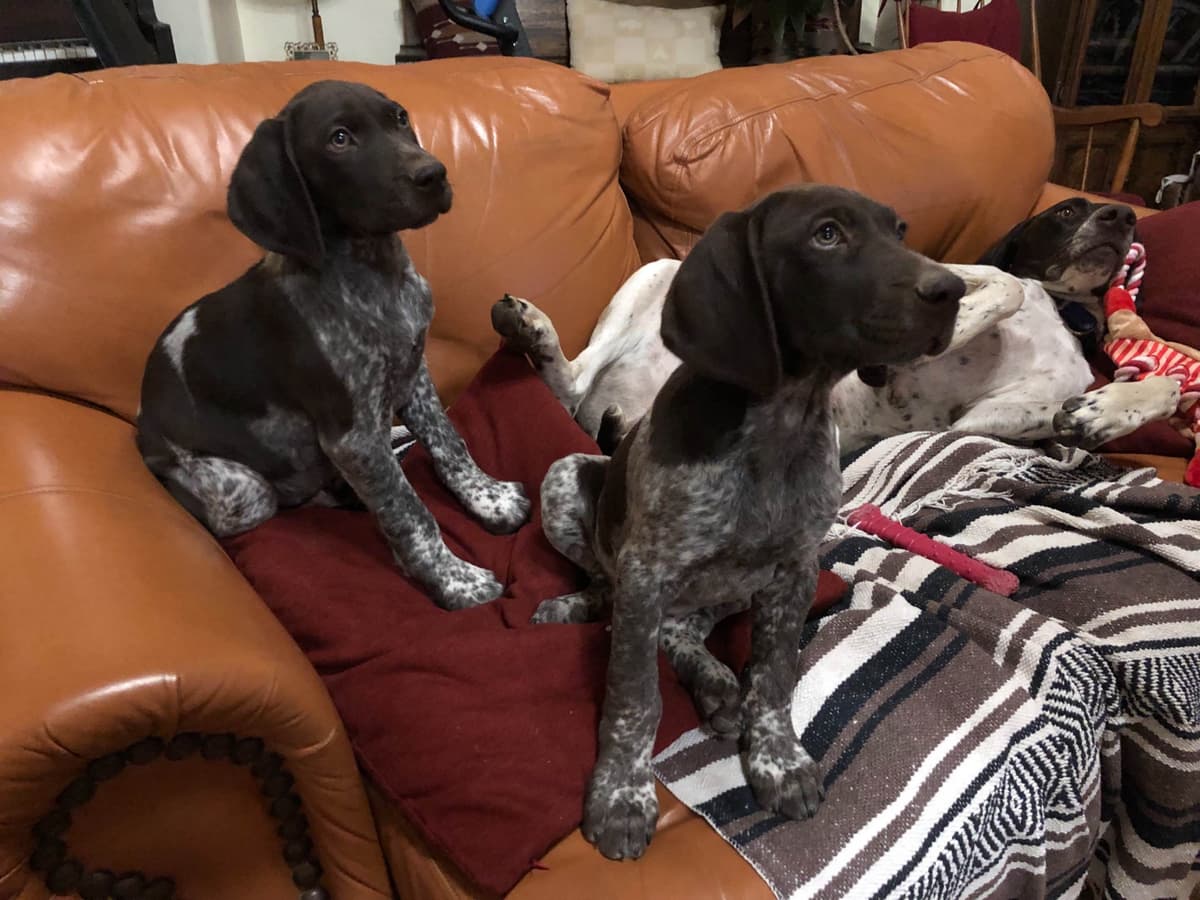 German Shorthaired Pointer Puppies breeder image 17