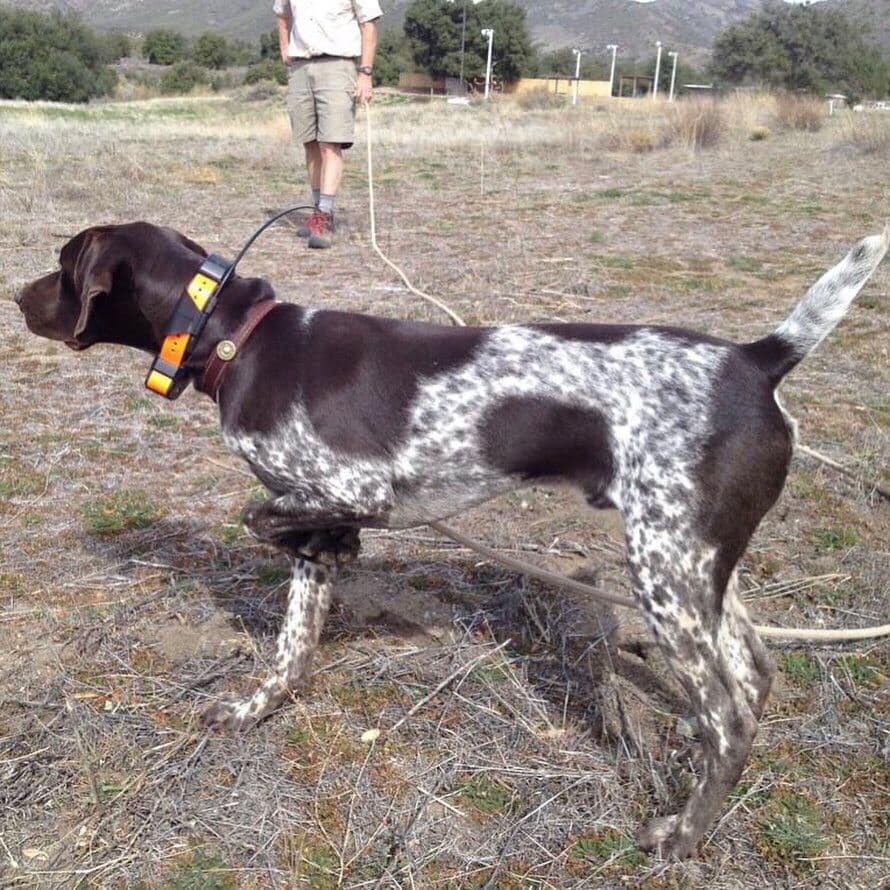 German Shorthaired Pointer Puppies breeder image 18
