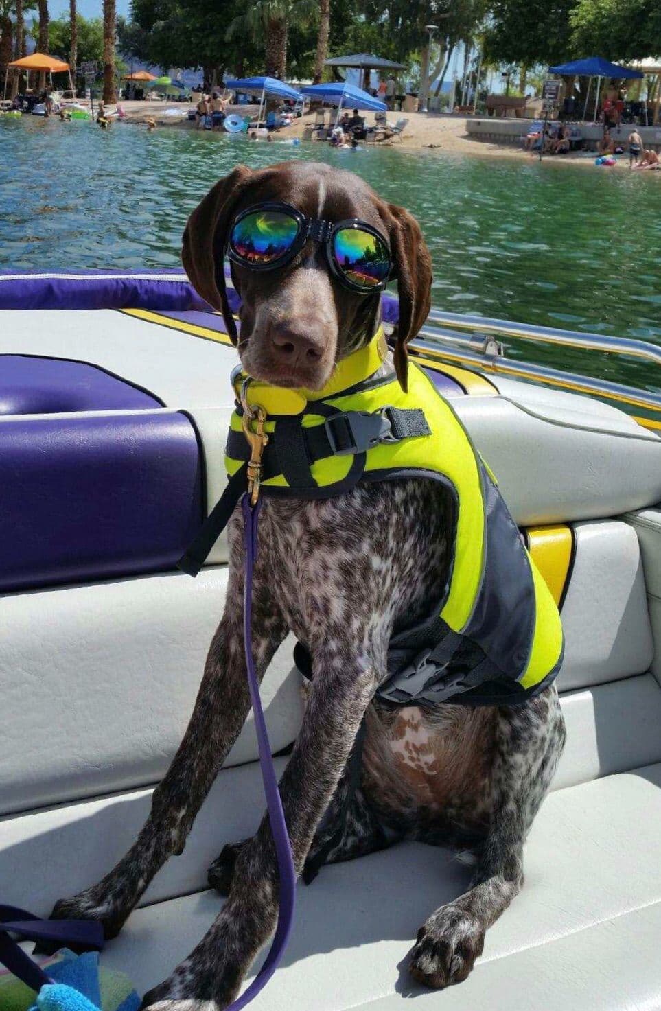 German Shorthaired Pointer Puppies breeder image 20