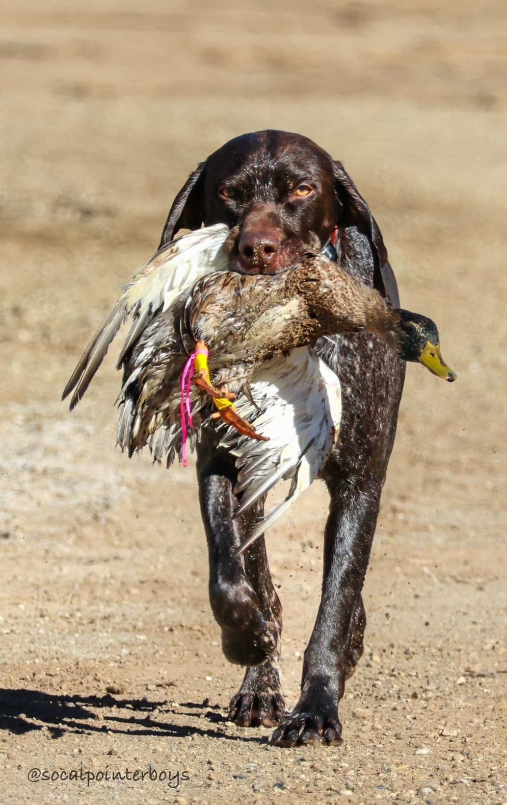 German Shorthaired Pointer Puppies breeder image 22
