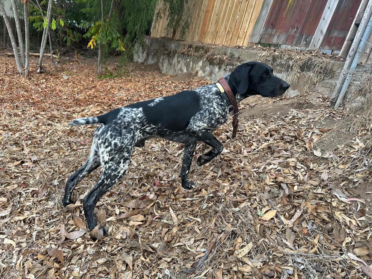 German Shorthaired Pointer Puppies breeder image 23