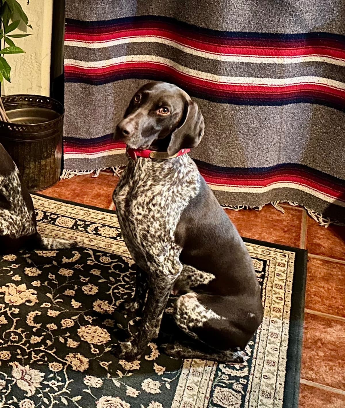 German Shorthaired Pointer Puppies breeder image 25