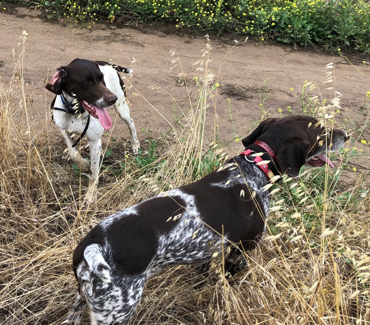 German Shorthaired Pointer Puppies breeder image 26