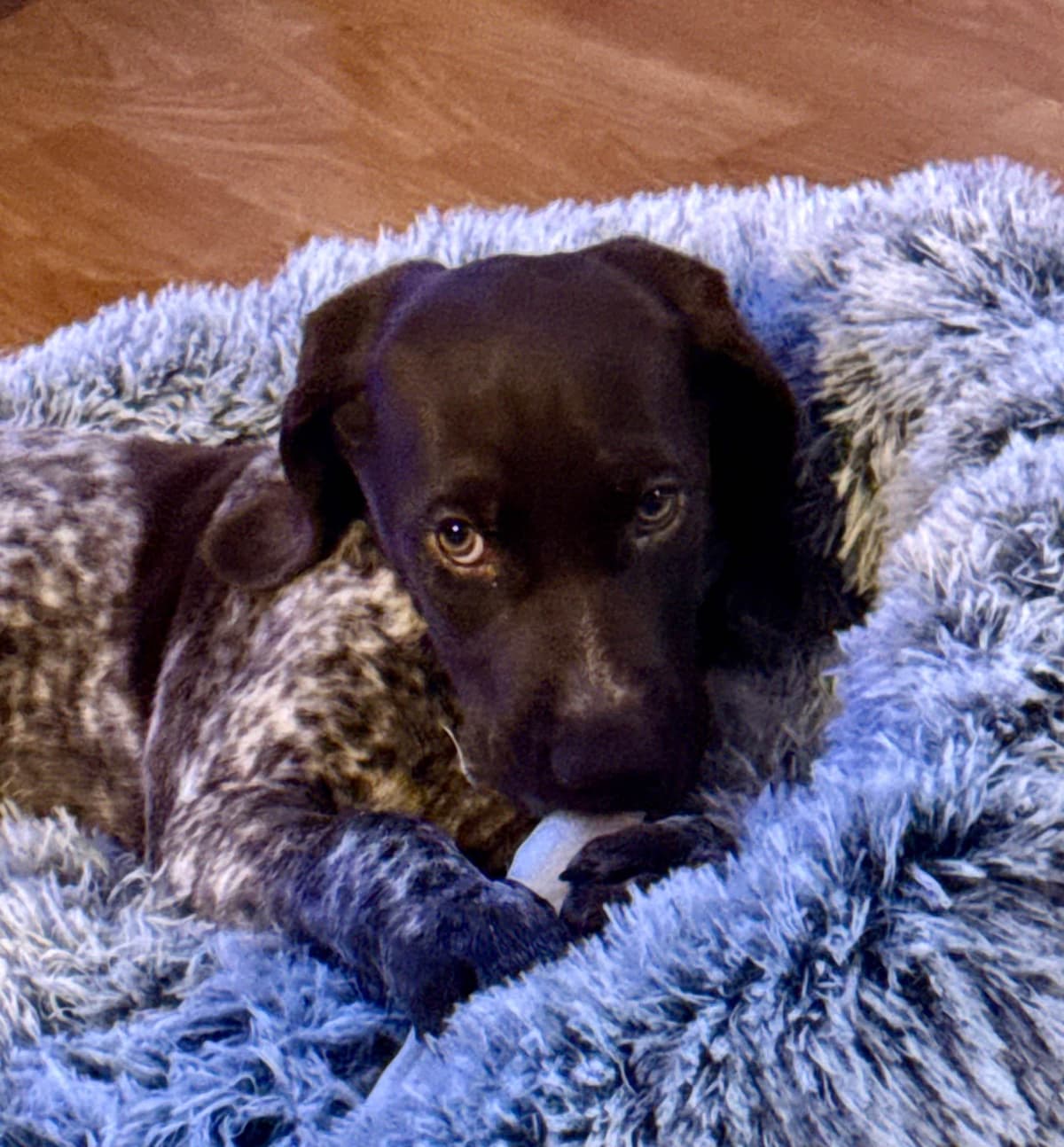 German Shorthaired Pointer Puppies breeder image 27