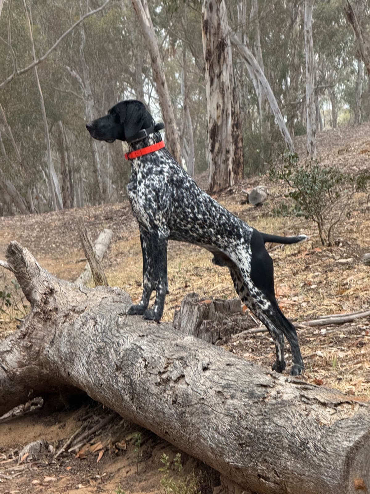German Shorthaired Pointer Puppies breeder image 28