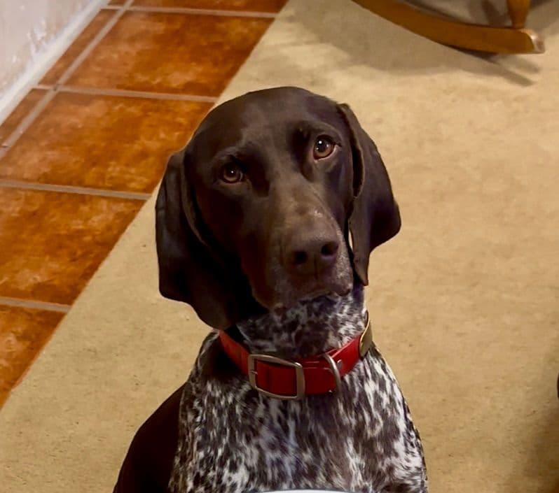 German Shorthaired Pointer Puppies breeder image 29