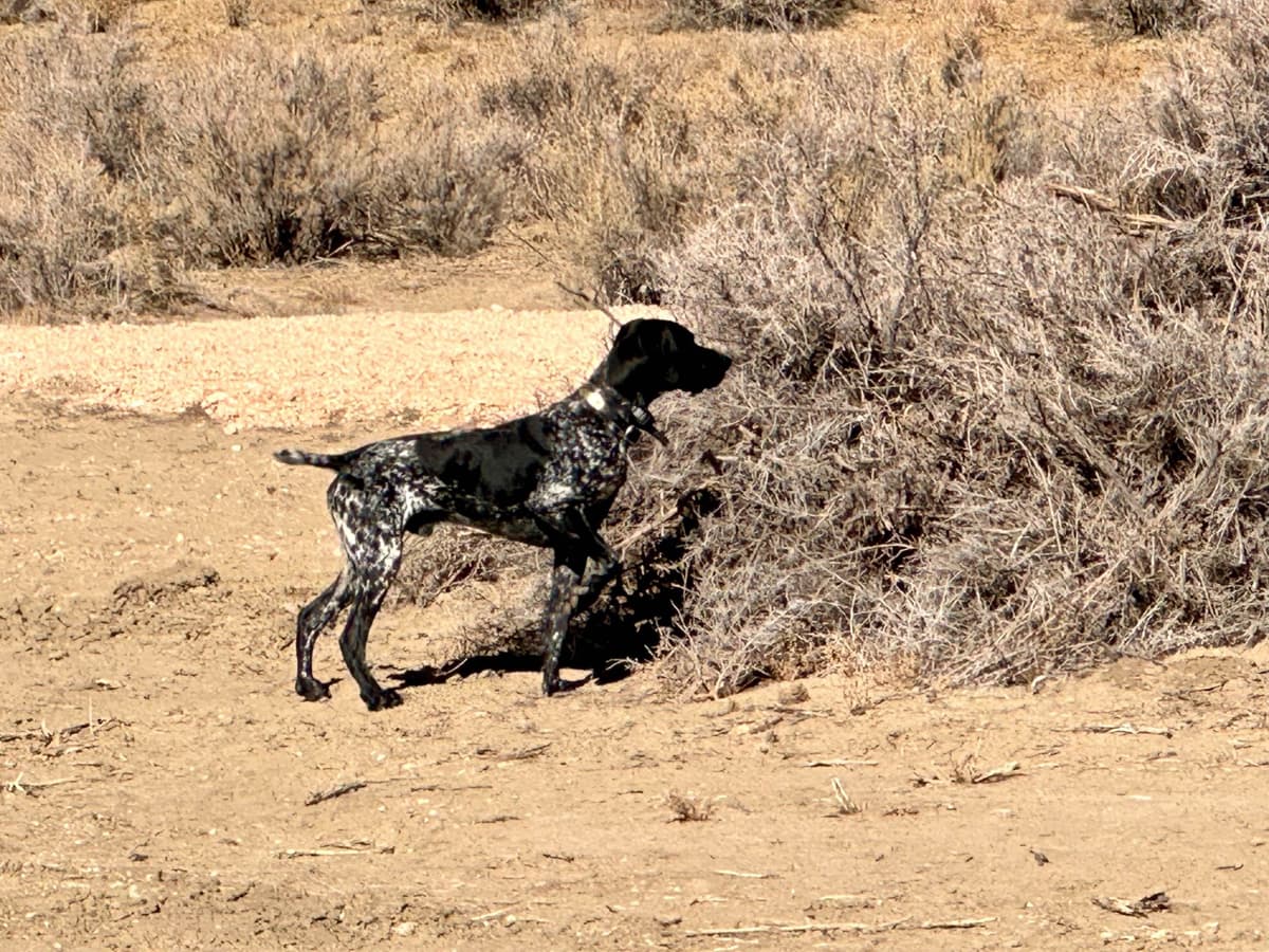 German Shorthaired Pointer Puppies breeder image 30