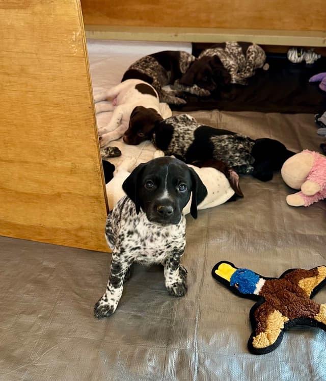 German Shorthaired Pointer Puppies media 3