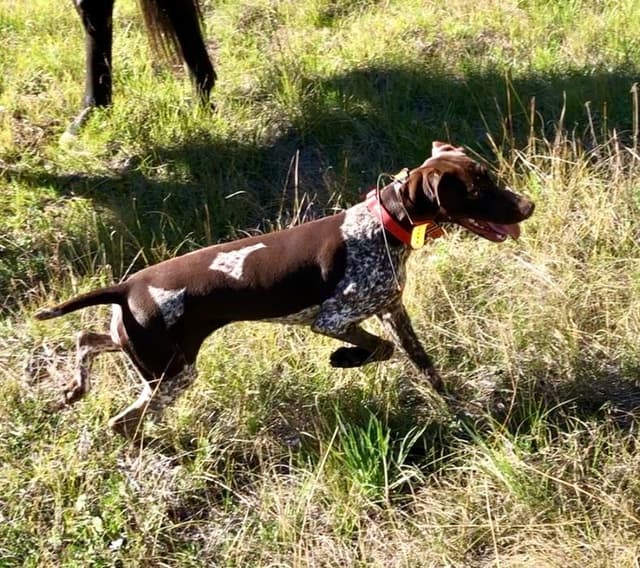 German Shorthaired Pointer Puppies media 2
