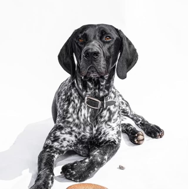 German Shorthaired Pointer Puppies media 3