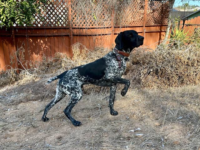 German Shorthaired Pointer Puppies media 4
