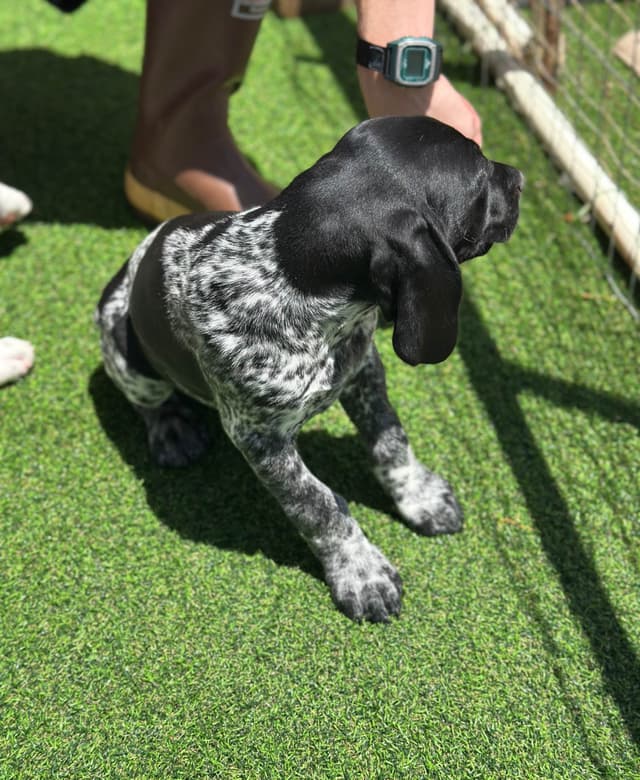 German Shorthaired Pointer Puppies media 4