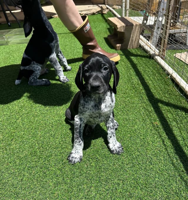 German Shorthaired Pointer Puppies media 5