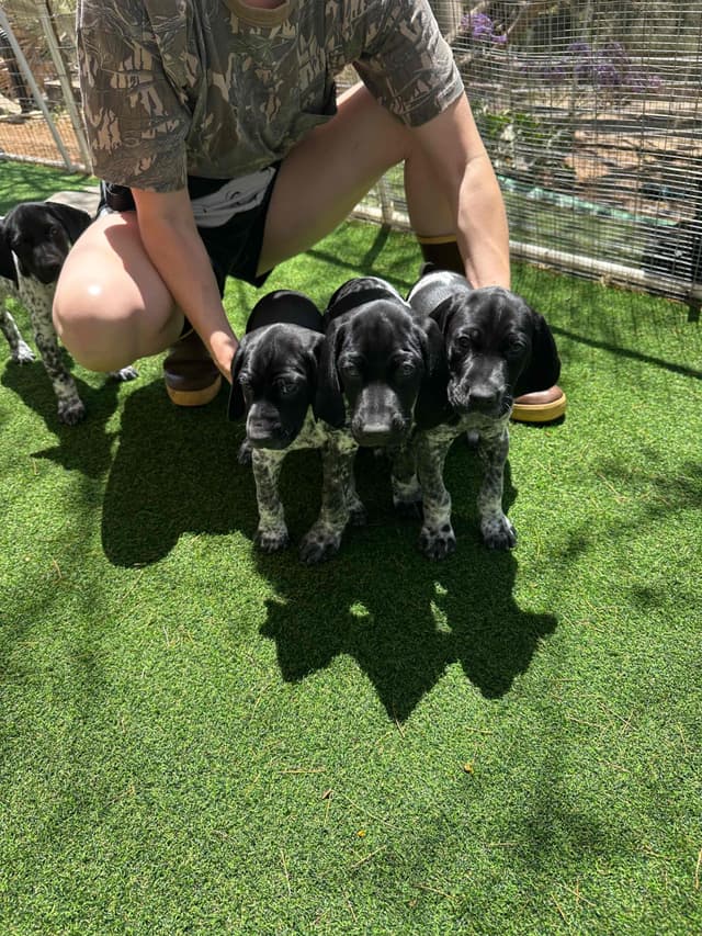 German Shorthaired Pointer Puppies media 6