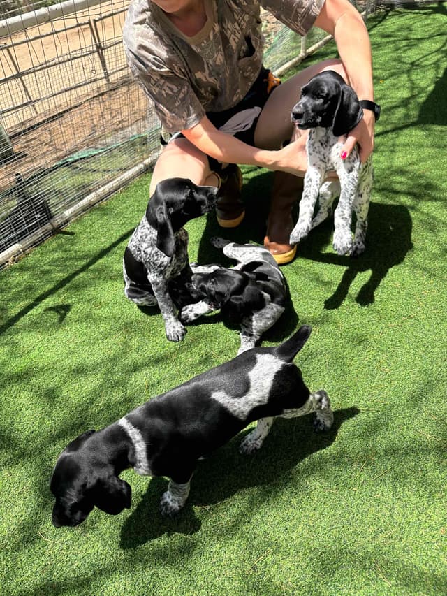 German Shorthaired Pointer Puppies media 7