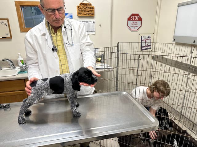 German Shorthaired Pointer Puppies media 5