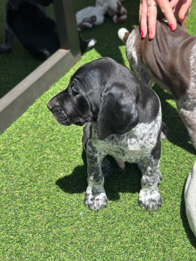 German Shorthaired Pointer Puppies media 8