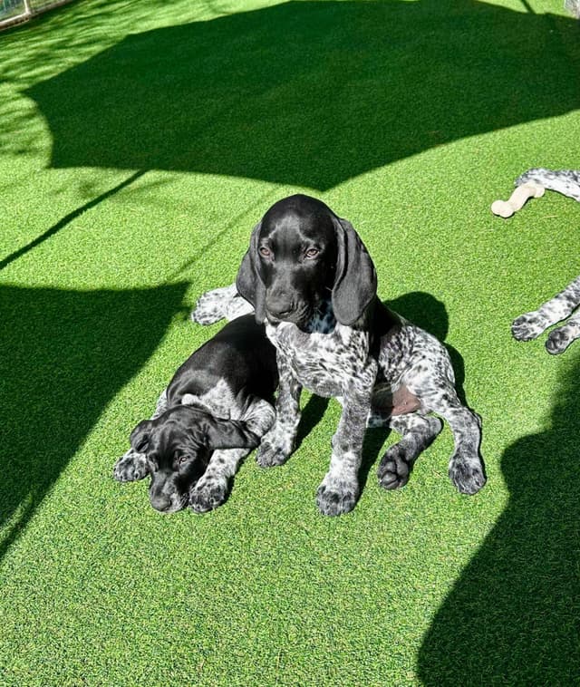 German Shorthaired Pointer Puppies media 10
