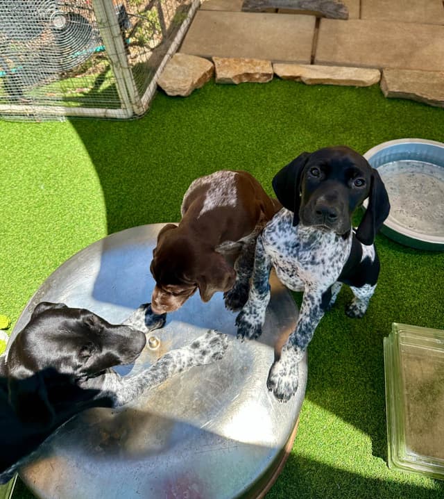 German Shorthaired Pointer Puppies media 11