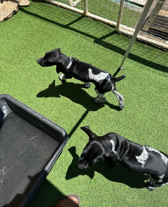 German Shorthaired Pointer Puppies media 12