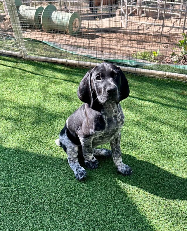 German Shorthaired Pointer Puppies media 14