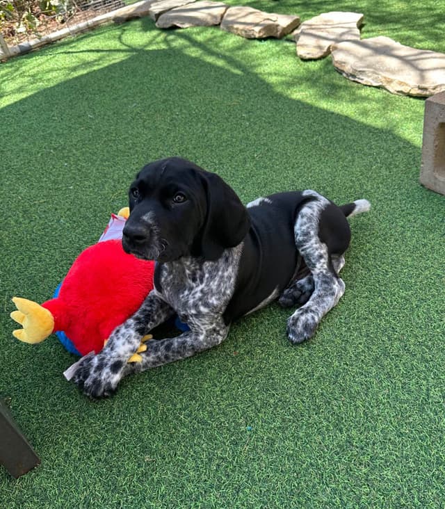 German Shorthaired Pointer Puppies media 11