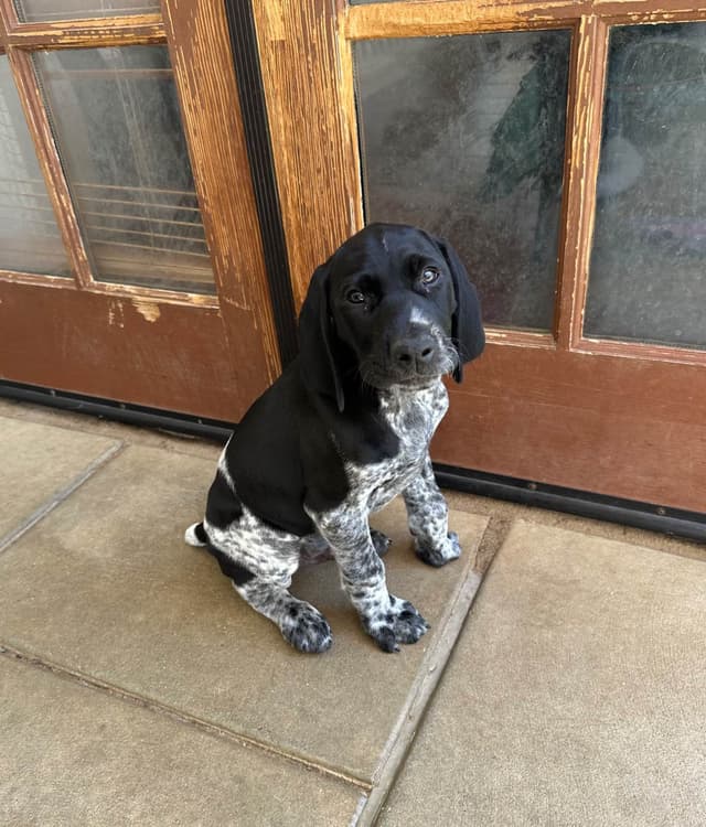 German Shorthaired Pointer Puppies media 12