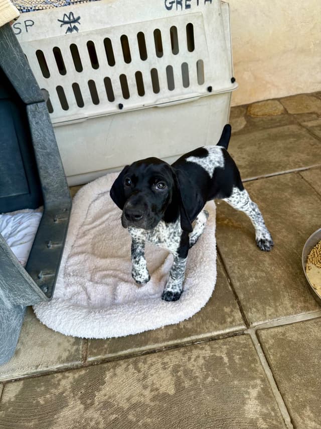 German Shorthaired Pointer Puppies media 14
