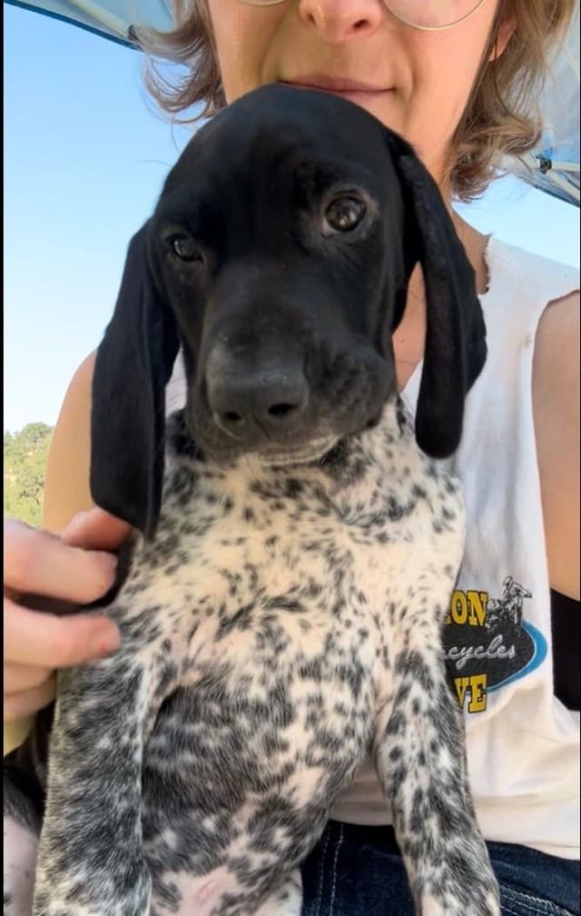 German Shorthaired Pointer Puppies media 15