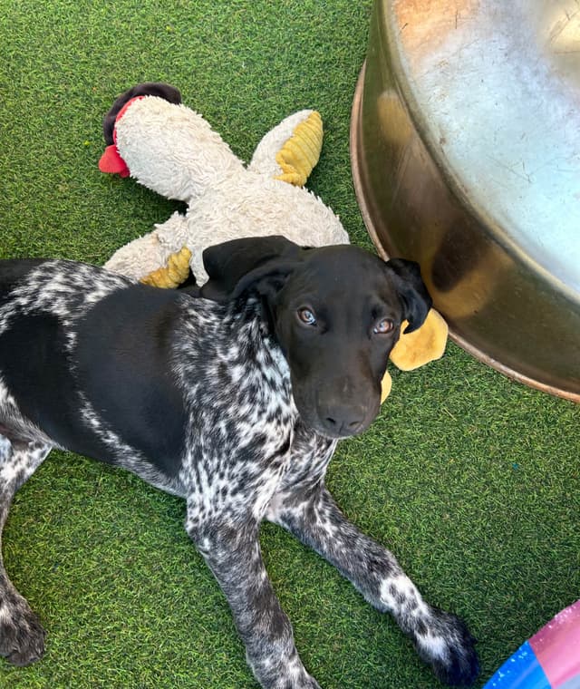German Shorthaired Pointer Puppies media 17