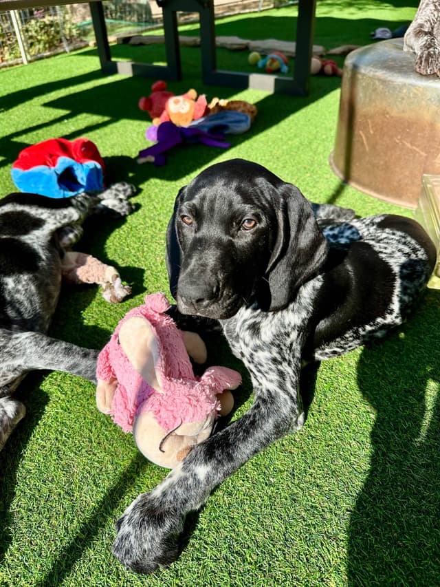 German Shorthaired Pointer Puppies media 18