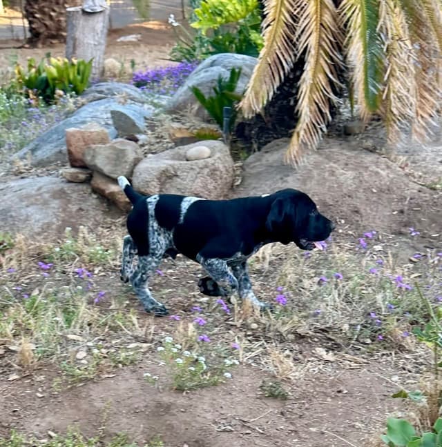 German Shorthaired Pointer Puppies media 16