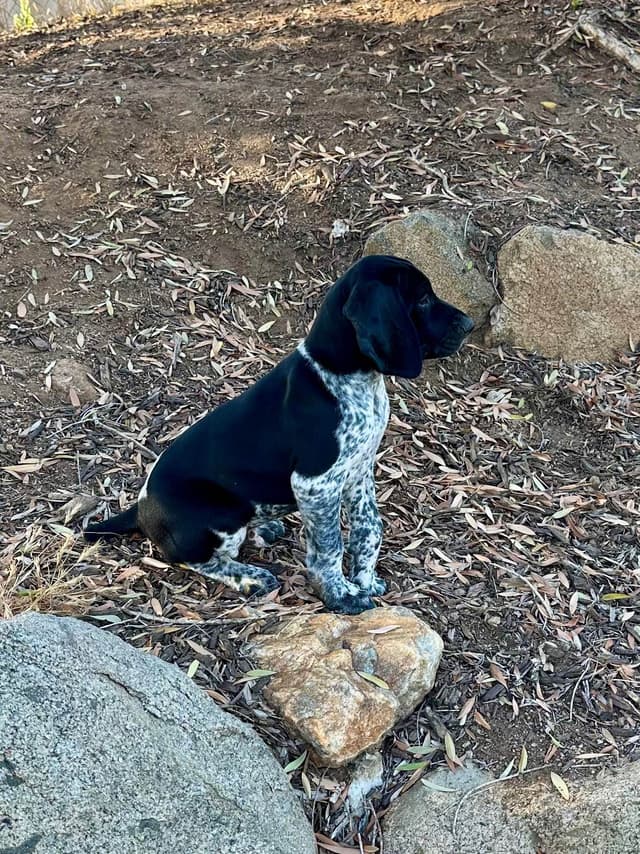 German Shorthaired Pointer Puppies media 19