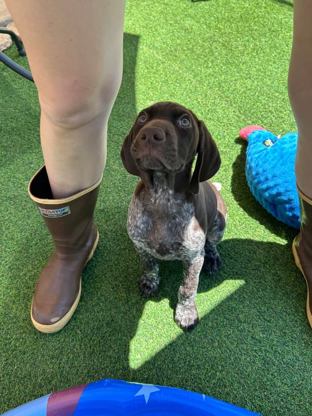 German Shorthaired Pointer Puppies media 20
