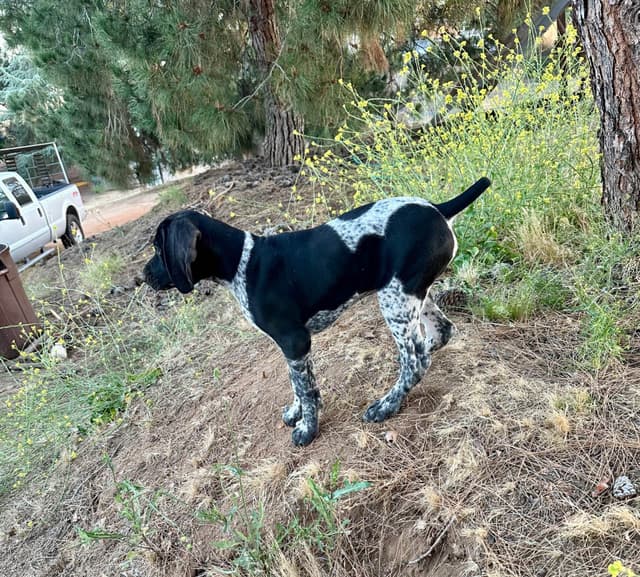 German Shorthaired Pointer Puppies media 21