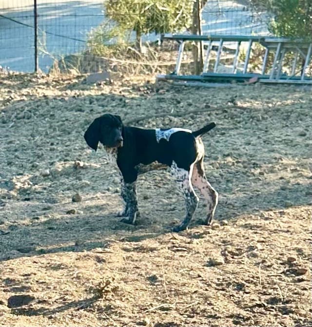 German Shorthaired Pointer Puppies media 22