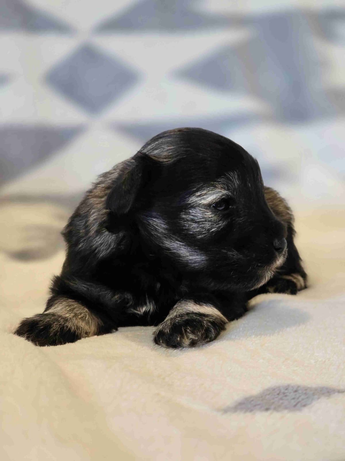 Miniature Schnauzer Puppies breeder image 3