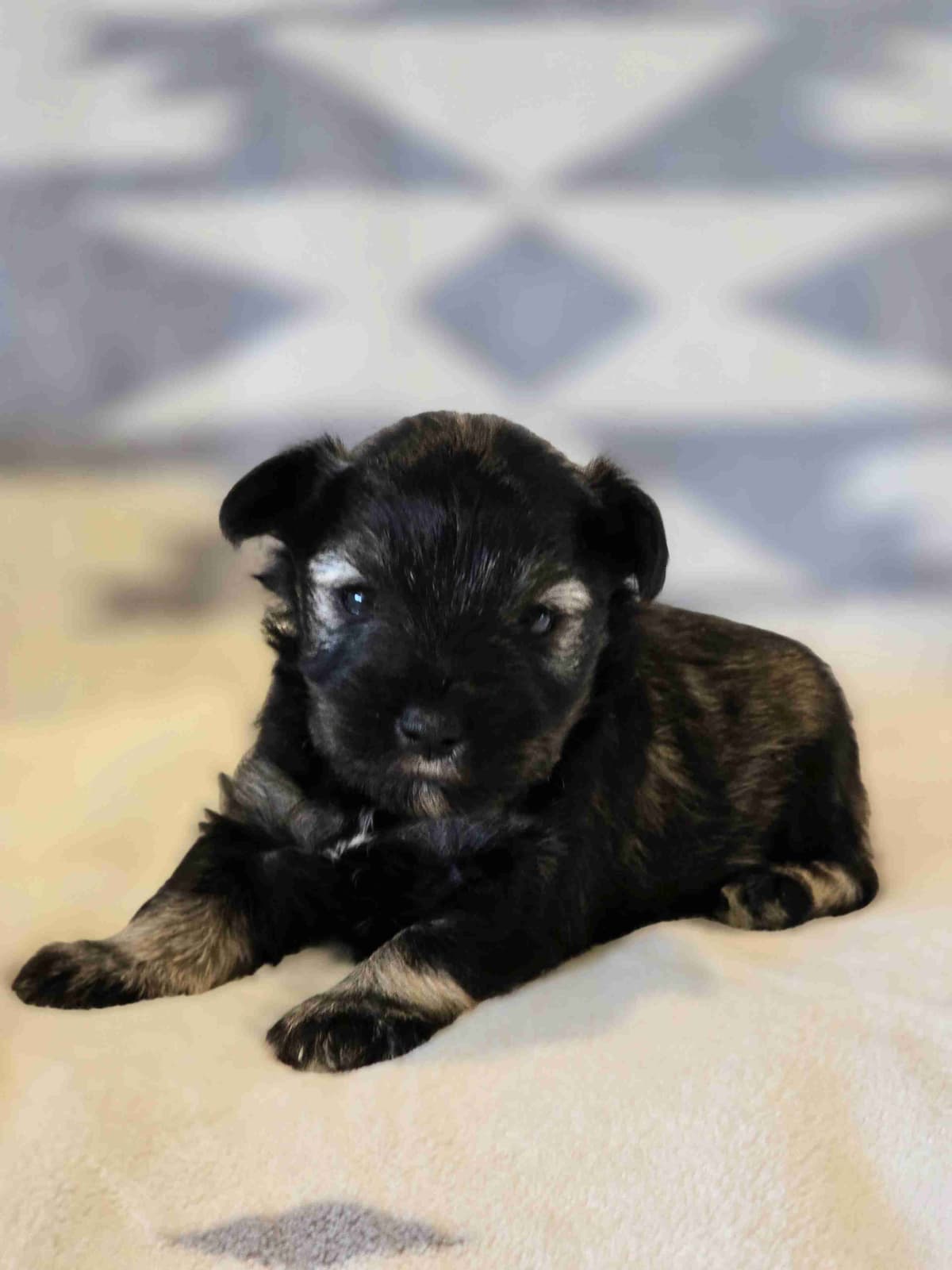 Miniature Schnauzer Puppies breeder image 5
