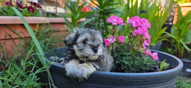 Miniature Schnauzer Puppies media 2