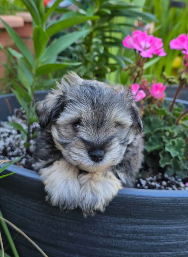 Miniature Schnauzer Puppies media 4