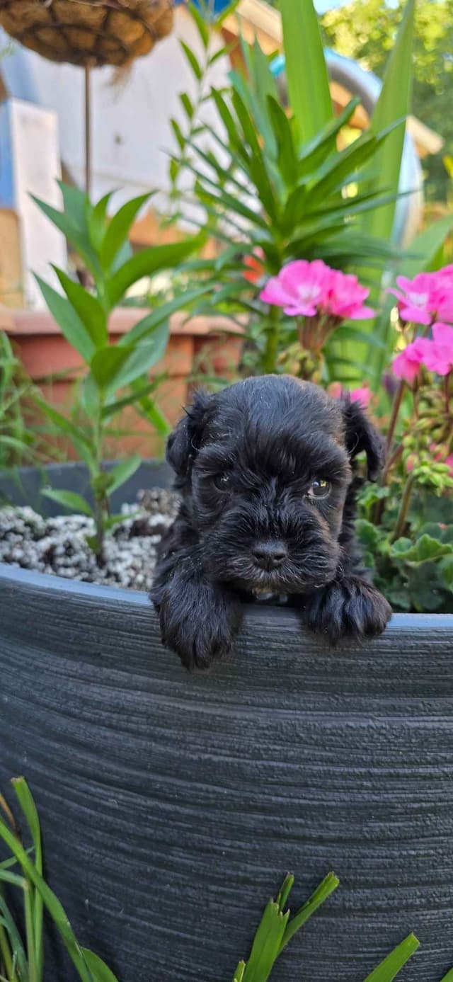 Miniature Schnauzer Puppies media 3