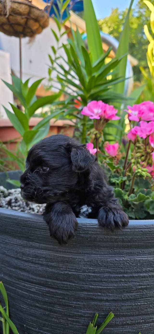 Miniature Schnauzer Puppies media 5