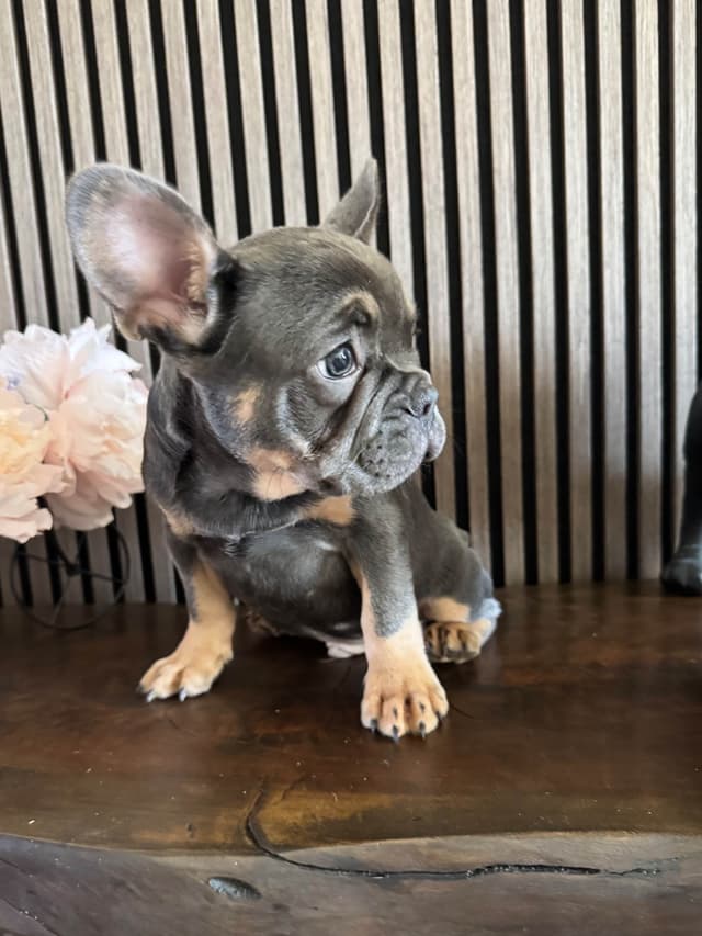French Bulldog Puppies media 3