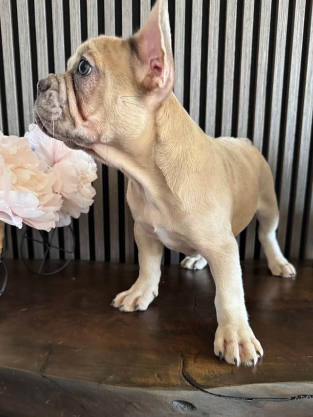 French Bulldog Puppies media 4