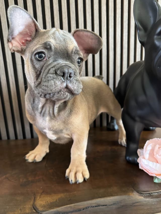 French Bulldog Puppies media 5