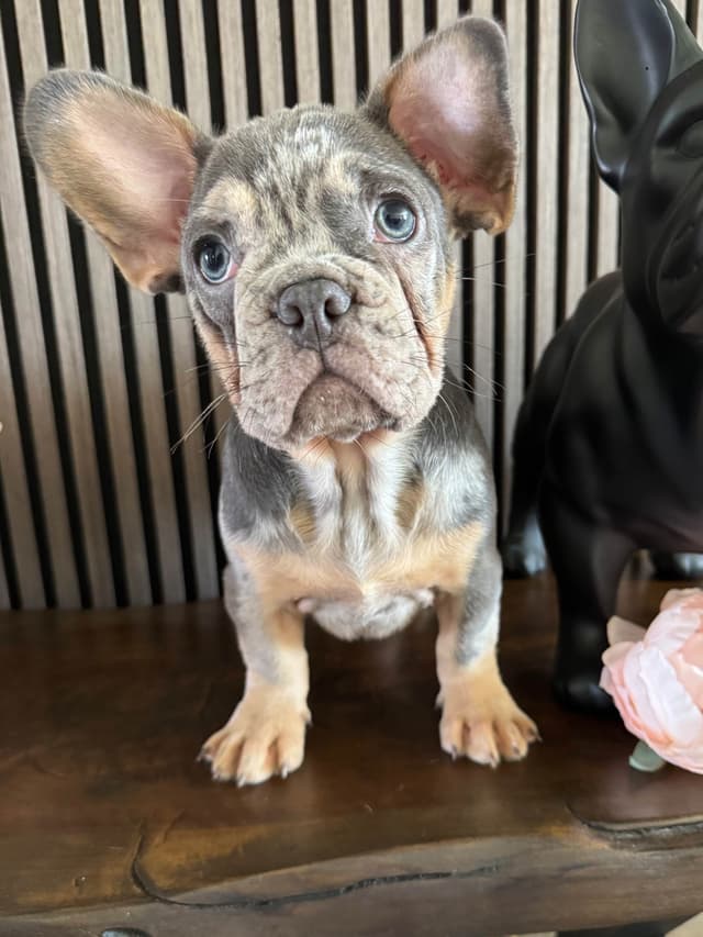 French Bulldog Puppies media 6