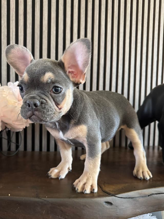 French Bulldog Puppies media 9